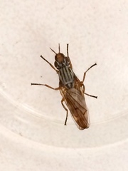 Dorycera graminum