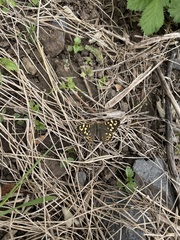 Pararge aegeria