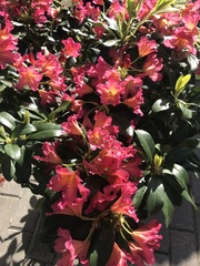 Rhododendron