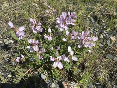 Astragalus distortus engelmannii