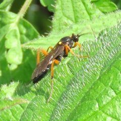 Diphyus quadripunctorius