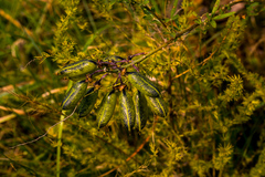 Crotalaria natalitia