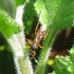 Diphyus quadripunctorius