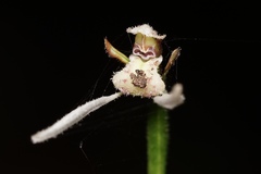 Eriochilus dilatatus