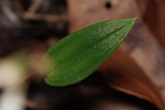 Eriochilus dilatatus