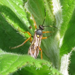 Diphyus quadripunctorius