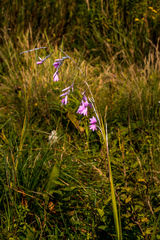 Dierama igneum