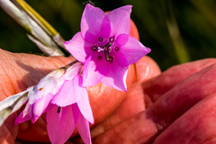 Dierama igneum