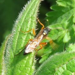 Diphyus quadripunctorius