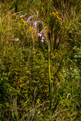 Dierama igneum