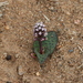 Drimiopsis burkei - Photo (c) fayne,  זכויות יוצרים חלקיות (CC BY-NC), הועלה על ידי fayne
