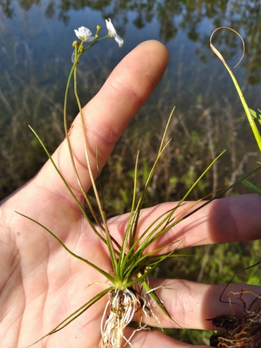 Image of Sagittaria isoetiformis by (c) Scott Ward, some rights reserved (CC BY)