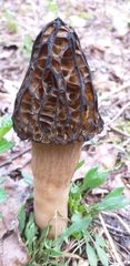 Morchella