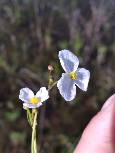 Image of Sagittaria isoetiformis by (c) Scott Ward, some rights reserved (CC BY)