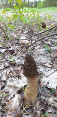 Morchella