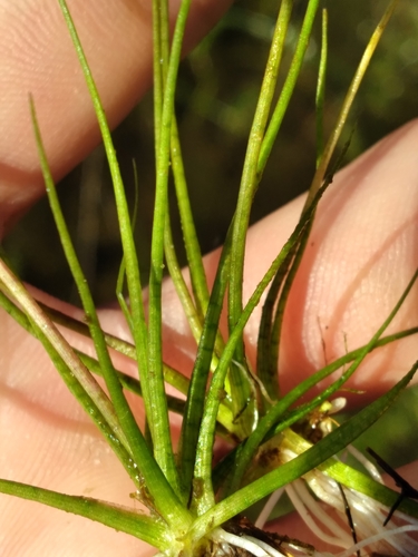 Image of Sagittaria isoetiformis by (c) Scott Ward, some rights reserved (CC BY)