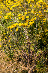 Helichrysum decorum