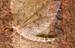 Ephemera varia
