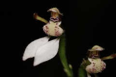 Eriochilus dilatatus
