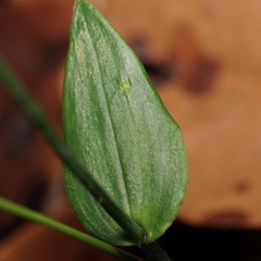 Eriochilus dilatatus