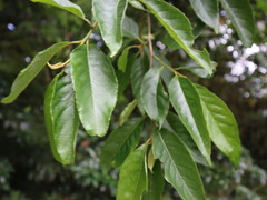 Alniphyllum pterospermum