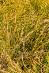 Helichrysum pannosum