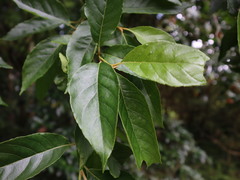 Alniphyllum pterospermum