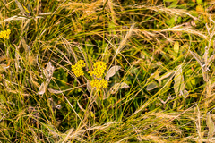 Helichrysum pannosum