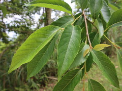Alniphyllum pterospermum