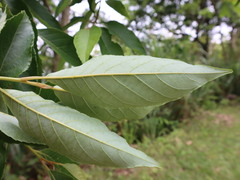 Alniphyllum pterospermum