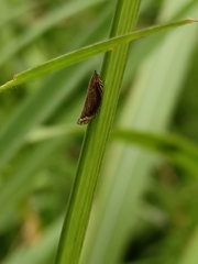 Lophopinae