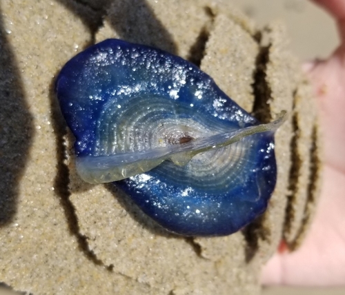 photo of By-the-wind Sailor (Velella velella)