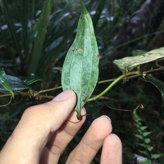 Smilax elongatoumbellata