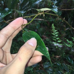 Smilax elongatoumbellata
