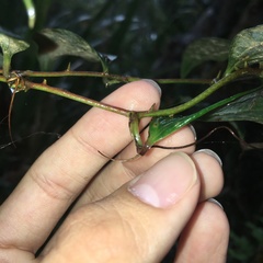 Smilax elongatoumbellata