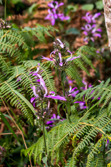 Dicliptera clinopodia