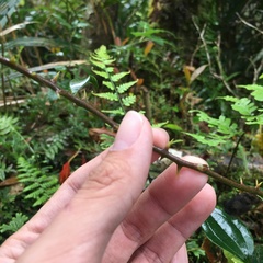 Smilax elongatoumbellata