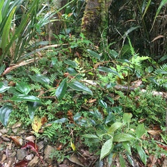 Smilax elongatoumbellata