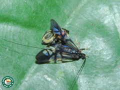 Macrostemum hyalinum