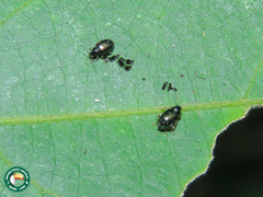 Syphrea