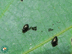 Syphrea