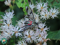 Poecilosoma eone