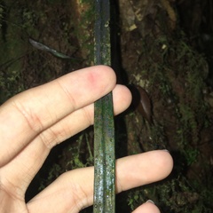 Haplopteris flexuosa