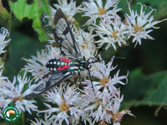 Poecilosoma eone