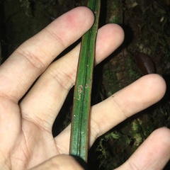 Haplopteris flexuosa