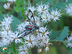 Poecilosoma eone