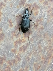 Limodromus