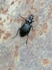 Limodromus