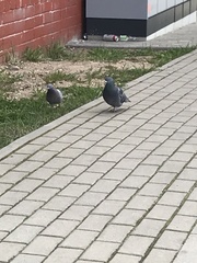 Columba livia domestica