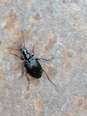 Limodromus